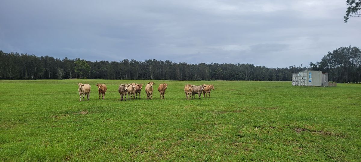 Herd in the paddock