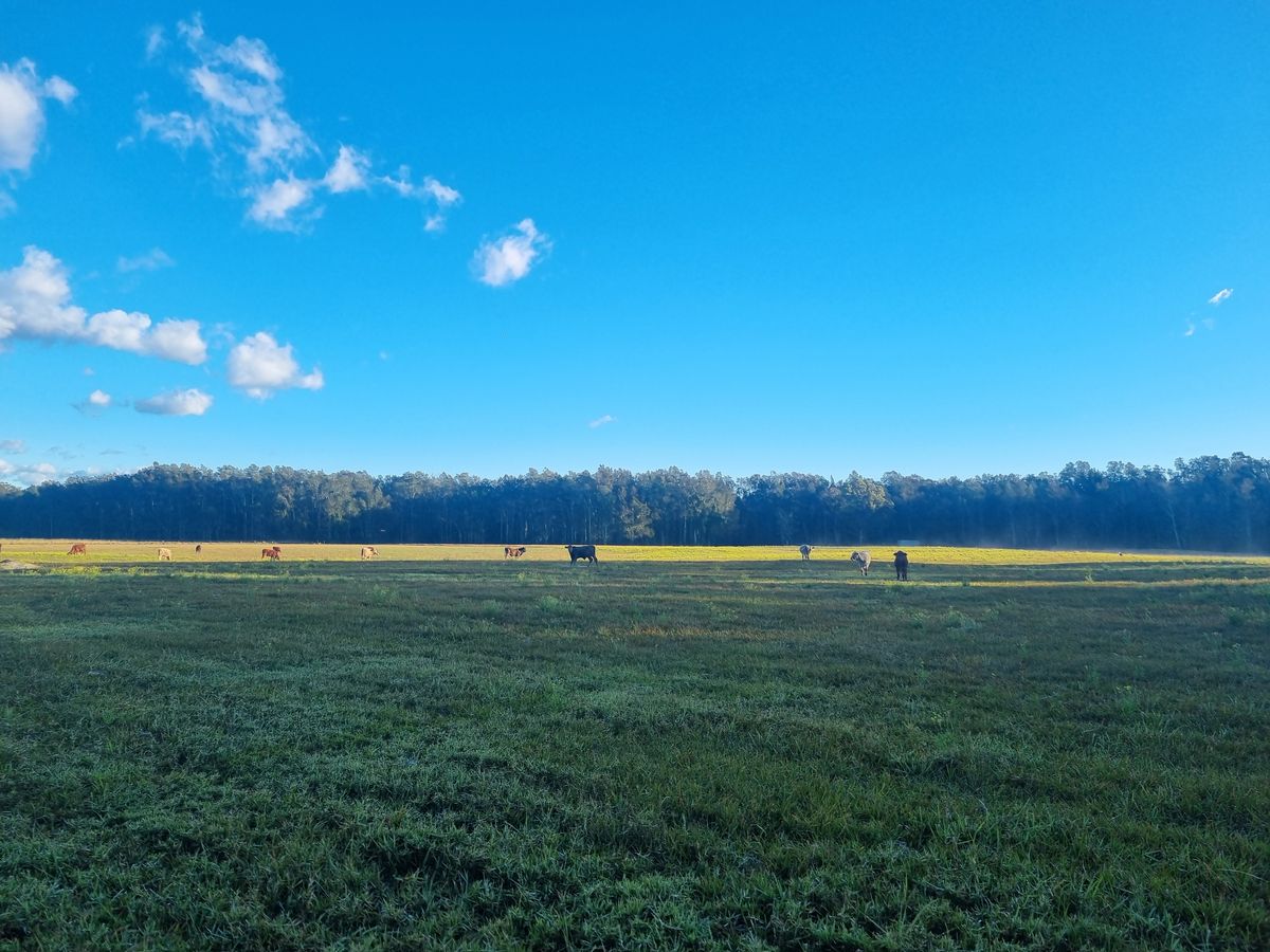 Cattle at dawn along the treeline