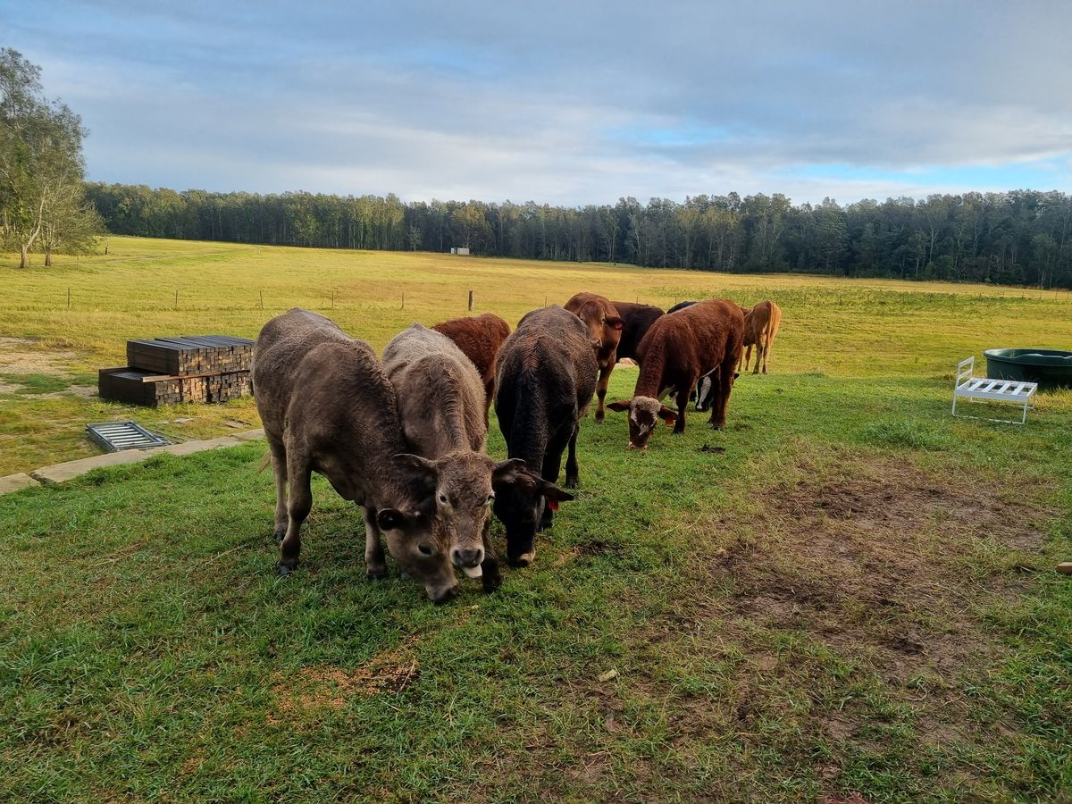 Cattle grazing at the farm