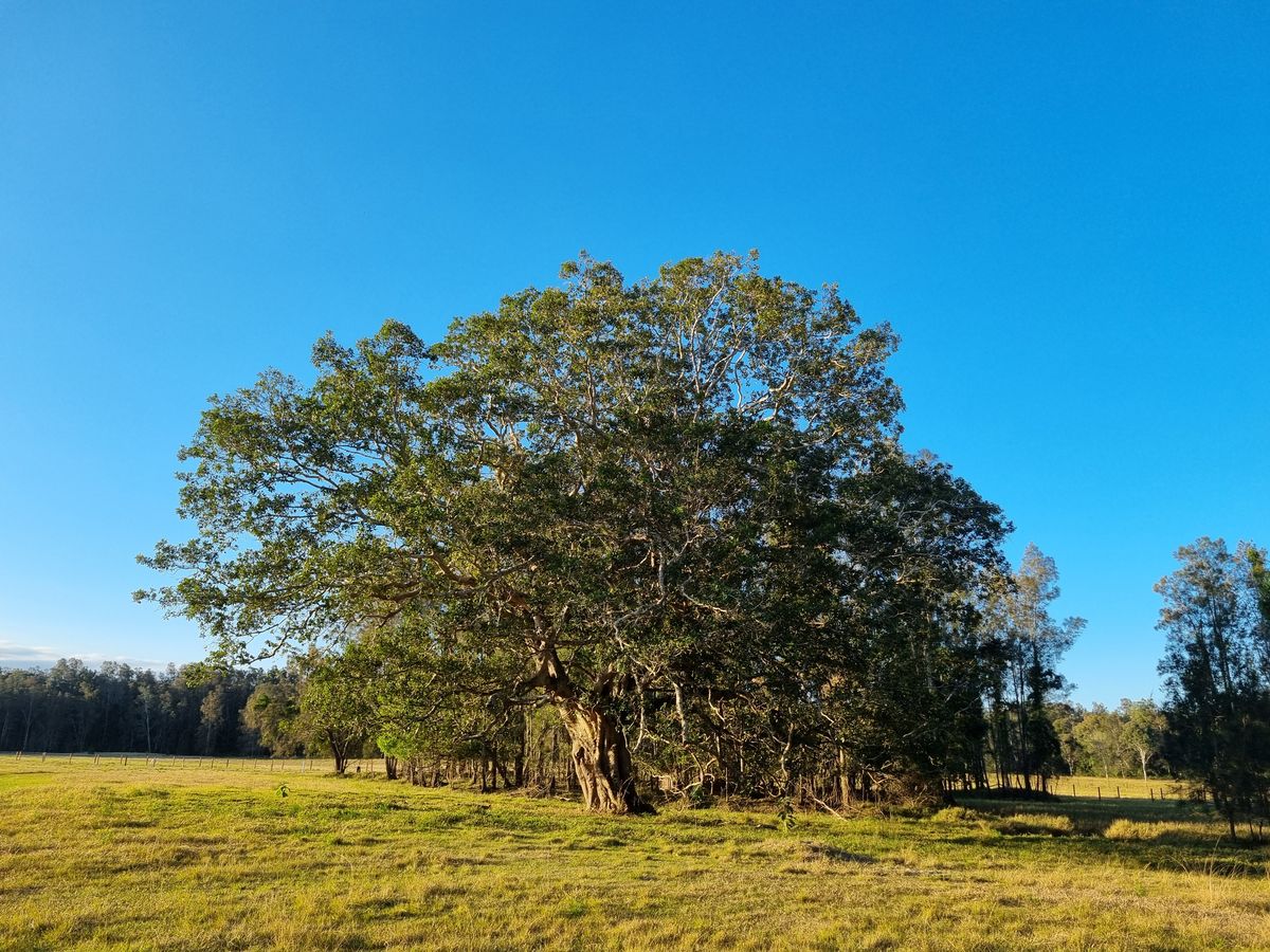 Big old tree in the paddock
