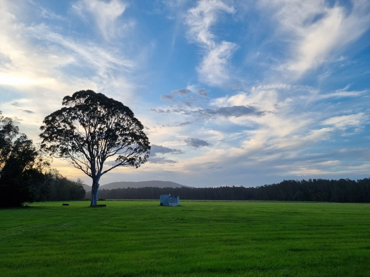 Lone tree at dusk in the paddock